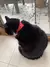 Bonito impresso bandana coleira de gato filhote de cachorro cão gato cachecol c na internet