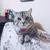 Bonito impresso bandana coleira de gato filhote de cachorro cão gato cachecol c