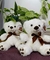 Osito de Peluche x 30 cm en internet