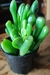 Crassula Ovata Gollum( orelha de shurek) - comprar online