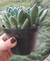 kalanchoe Tomentosa ( Orelha de gato) pote 11 - comprar online