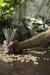 Hierbas y Flores naturales en internet