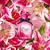 DOLCE & GABBANA DOLCE LILY EDT - tienda online