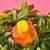 Imagen de AGATHA RUIZ DE LA PRADA FLOR EDT