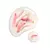 PAYOT CREME N 2 SERUM DOUCEUR 30ML en internet