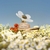 MARC JACOBS DAISY LOVE EDT - NEZ PERFUMERIAS