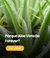 Banner de Aloe Vera Vital