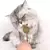 Brinquedo Pirulito Varinha Matatabi e Catnip para Gatos