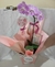 Orquidea phalaenopsis - loja online