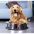 Comedouro / Bededouro inox para pets de porte peque - comprar online