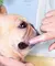 Escova de Dentes em Silicone para Pets na internet