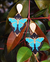 MAXIARETES MARIPOSA