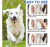 Imagen de Spray Curativo Perros Gatos Con Aceite Tea Tree 100% Natural