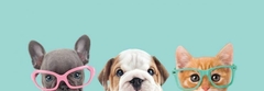 Banner de la categoría MASCOTAS