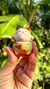 Imagen de LUCKY CAT (deseos)