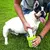 Limpador de Pata de Cachorros Portátil - comprar online