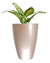 Vaso Estilo Vietnamita Vitrificado 40cm V01-01