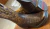 BOTA GOYAZES FEM COURO DE JACARÉ 263208-JF - Renata Country Imports