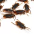Cucarachas x12 - comprar online