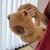 Imagen de OREJERAS DE CAPIBARA PELUCHE PARA INVIERNO X2U