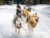 White Adventure on internet