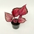Imagen de Begonias REX