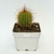Cactus P7 - tienda en línea