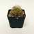 Cactus P7 - comprar en línea