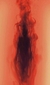~ Escudo de sangre ~ Protección
