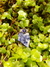 Dije de piedra Lapislazuli
