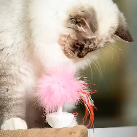 Gigwi Pet Droid Pluma - comprar online