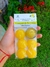 LIMONES DE SORRENTO (Abre caminos)