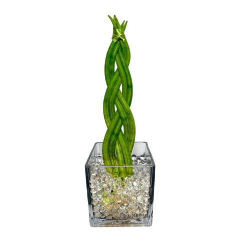 KIT CONEXÃO - ESPADA DE SÃO JORGE TRANÇADA - comprar online