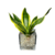 KIT AURA DOURADA - ESPADA DE SÃO JORGE VARIEGATA - comprar online