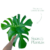 KIT ELEGÂNCIA TROPICAL – COSTELA DE ADÃO - Suas Plantas