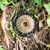 Imagem do Roda Livre Catraca Shimano Tourney MF-TZ500 7V 14-34D Index