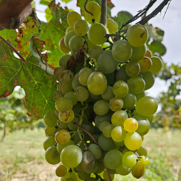 Torrontés