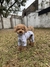 Fit Paw - tienda online
