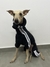 Fit Paw en internet
