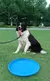 Imagem do Disco voador para Cães