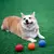 Bola mastigável para cães na internet