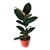 Ficus Elastico - comprar online