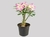 Rosa do Deserto - comprar online