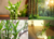 Refil para Home Spray de Bamboo de 250ml - Cahbs Aromas