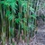 Bamboo - comprar online