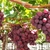 Uva Caramelo - comprar online