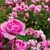 Rosas - comprar online