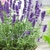 Lavanda - comprar online