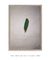 Green Feather na internet