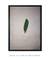 Green Feather